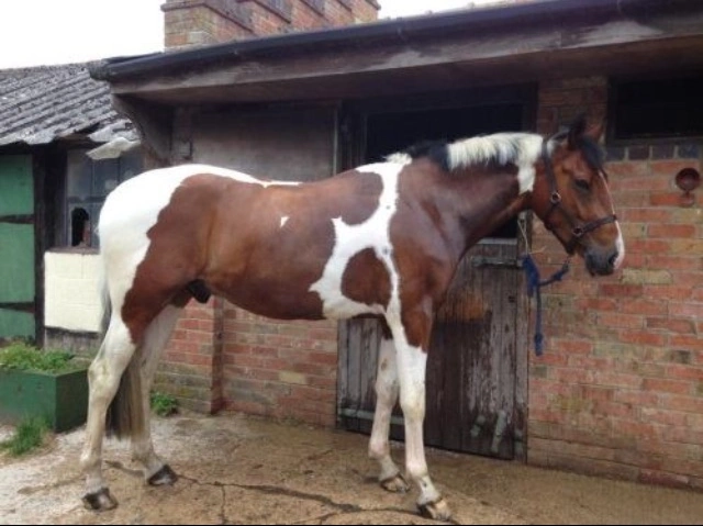 Equine service example 2