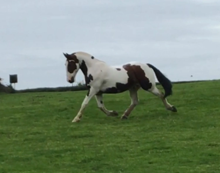 Equine service example 3