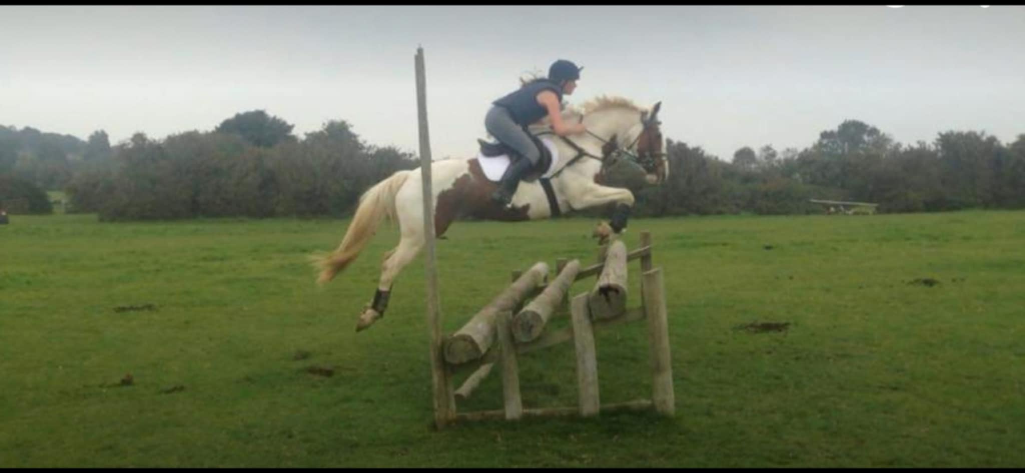 Equine service example 4