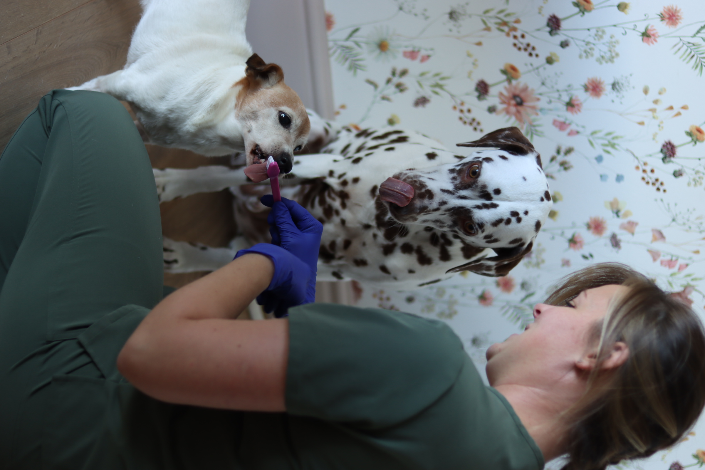 Dental care example 2