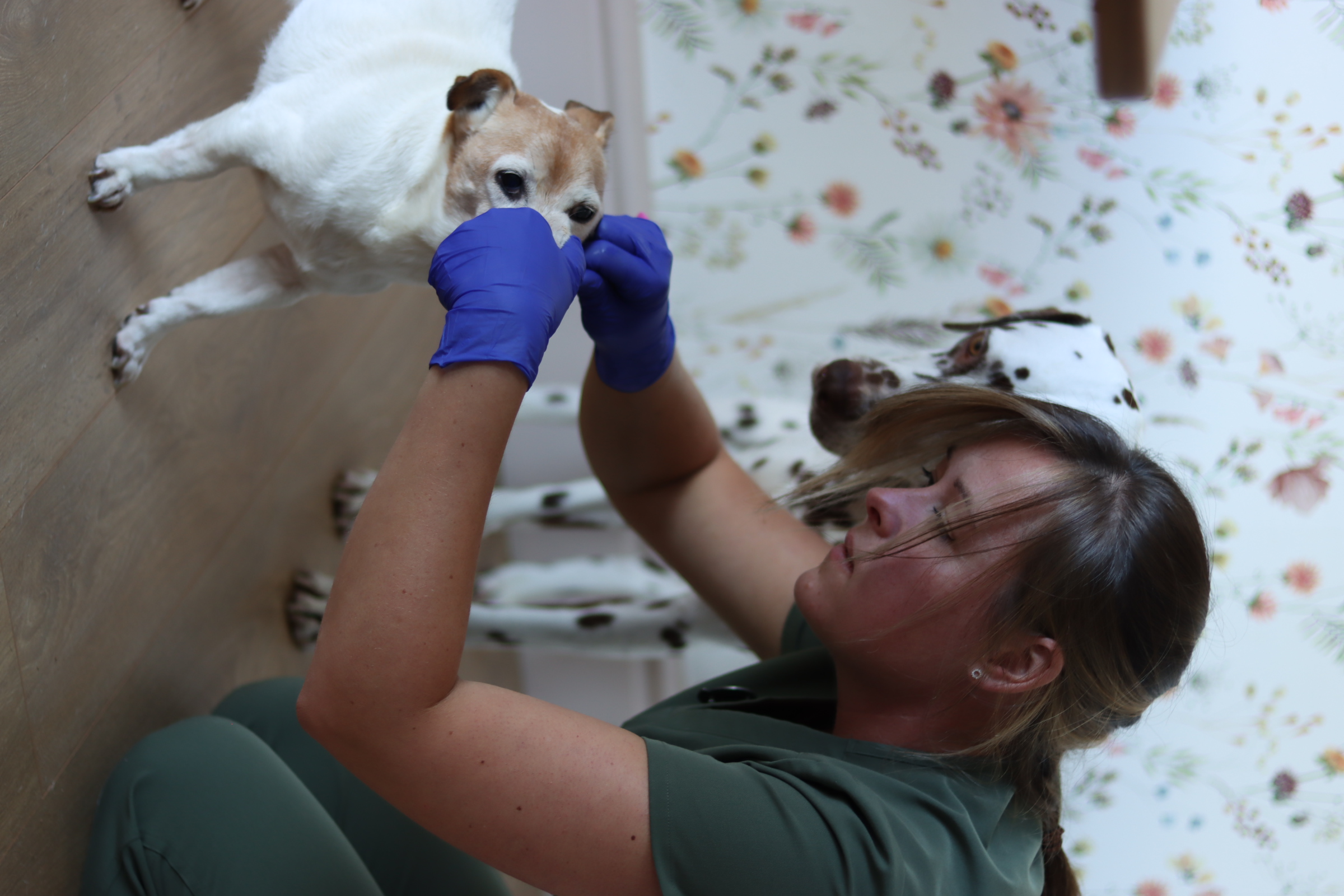 Dental care example 3